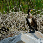 Cormoran in Delta Dunarii
